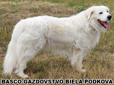 postoj