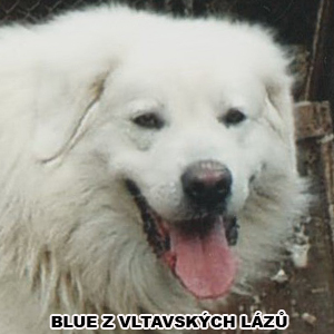hlava