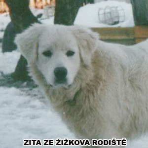 hlava