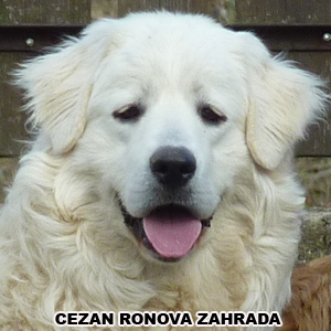 hlava