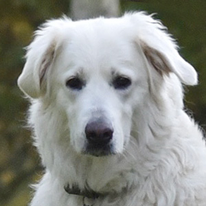 hlava