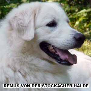 hlava