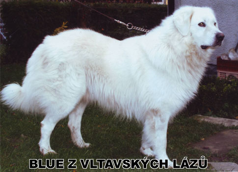 postoj