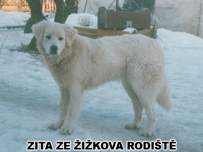 postoj