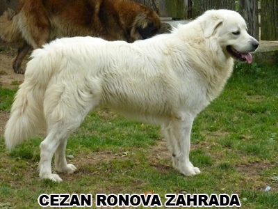 postoj