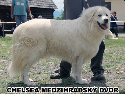 postoj