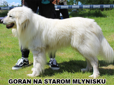 postoj
