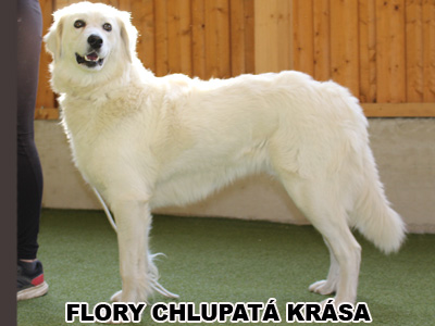postoj