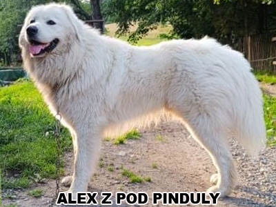 postoj