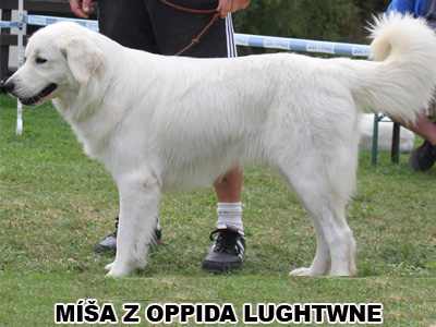postoj