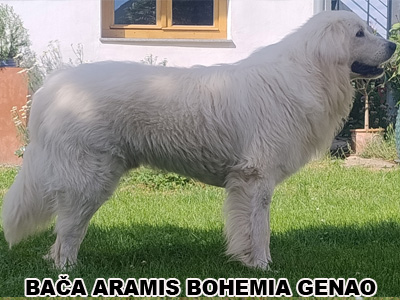 postoj