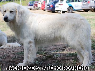 postoj