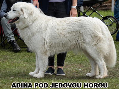 postoj