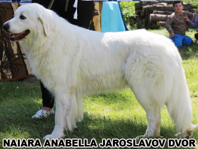 postoj