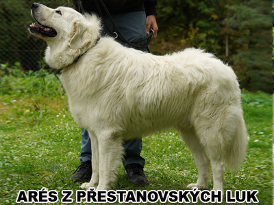 postoj