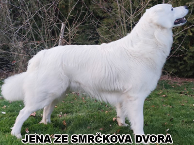 postoj