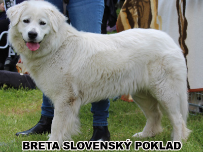 postoj