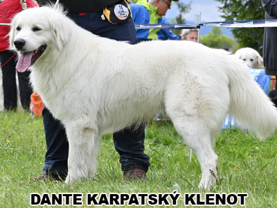 postoj