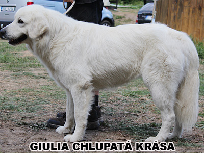 postoj