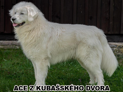 postoj
