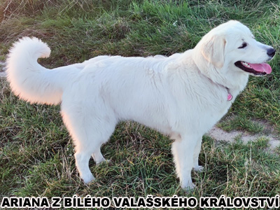 postoj