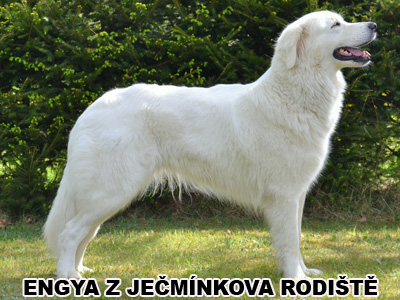 postoj