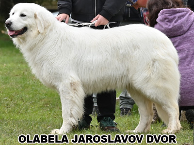 postoj