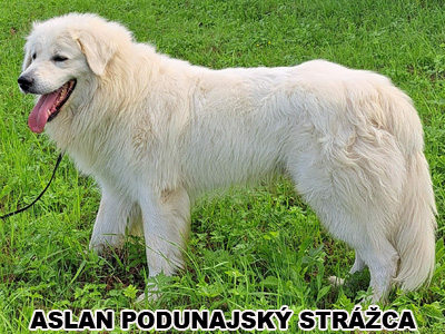 postoj