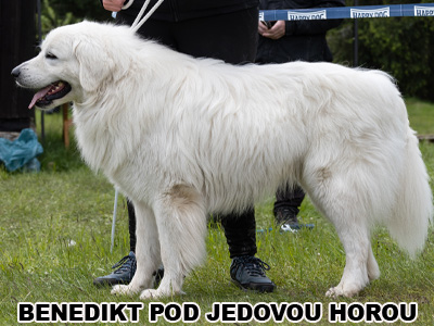 postoj