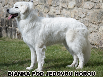 postoj