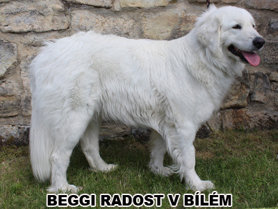 postoj