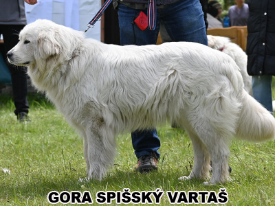 postoj