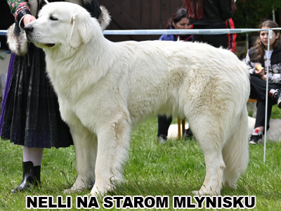 postoj