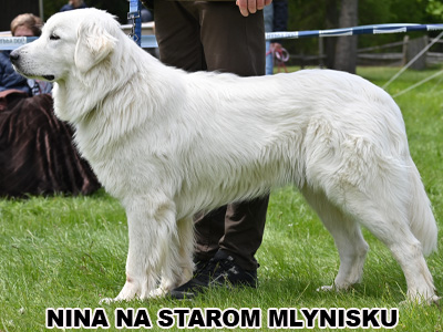 postoj