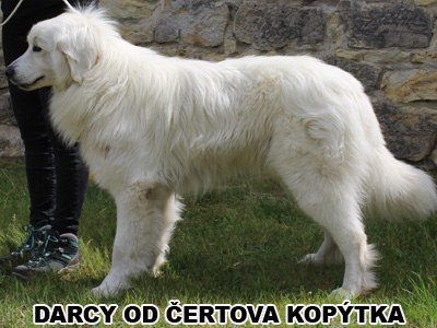 postoj