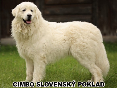 postoj