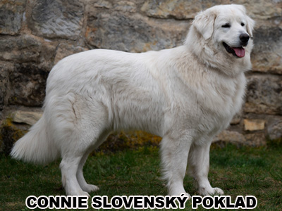 postoj