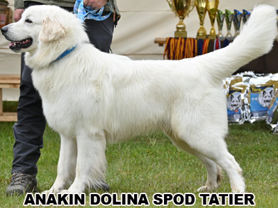 postoj