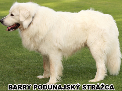 postoj