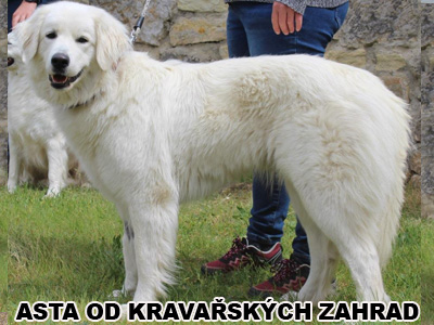 postoj
