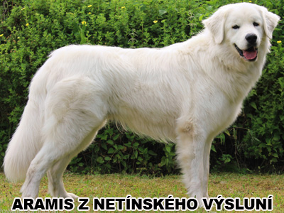 postoj