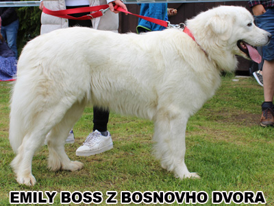 postoj