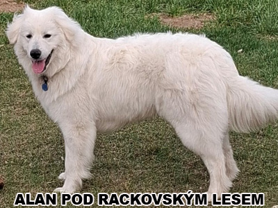 postoj